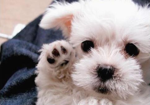 Pets Smart Pets Smart