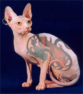 Sphynx Cat Tattoo