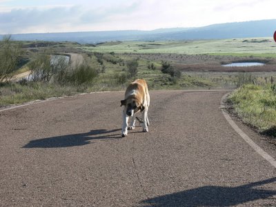 [Perro+abandonado+red.JPG]