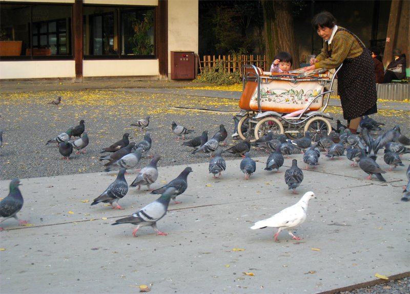 [Feeding-the-Birds.jpg]