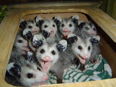 http://4.bp.blogspot.com/_eXnbChRCsuI/SwbOz72oGsI/AAAAAAAAAlw/HHdo5D1sIzU/s400/possum%2BBabies.jpg