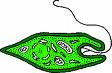 three types of protists three types of protists