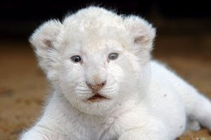 pretty lion