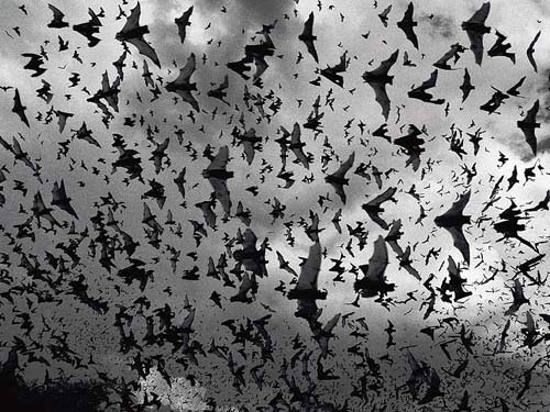 [bat-swarm.jpg]