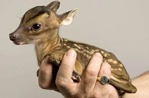 [tiny-baby-deer.jpg]