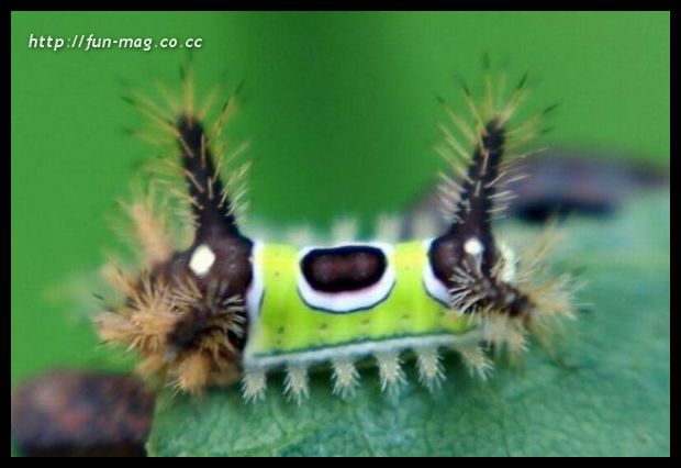 [alien-looking-insects03.jpg]