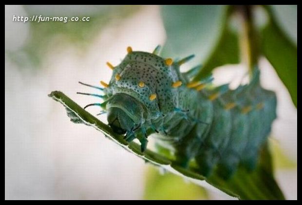 [alien-looking-insects13.jpg]