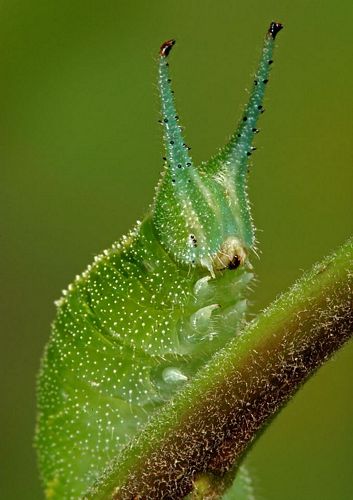 [fm_close_up_bugs_pics_8.jpg]
