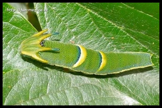 [alien-looking-insects14.jpg]