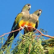 loro barranquero