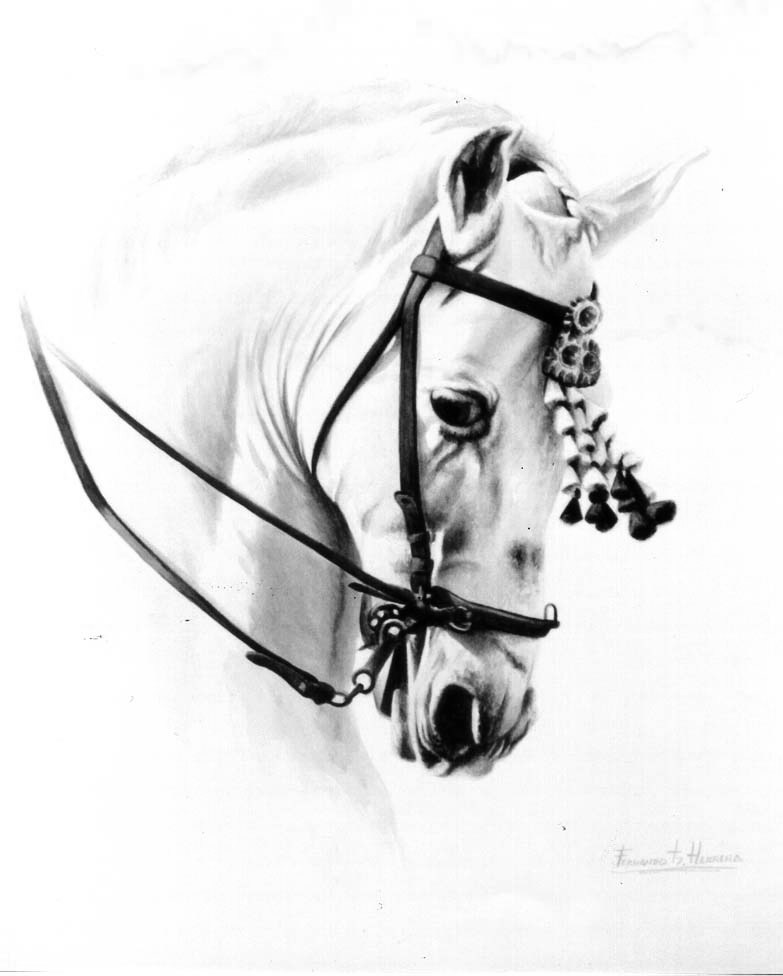 [ESTUDIO%20CABALLO%20-188_%20galeria.jpg]