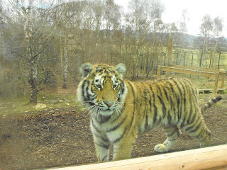 A Yearling Amur Tiger