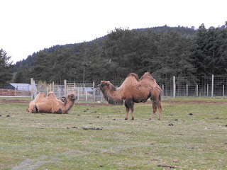 Bactrian Camels