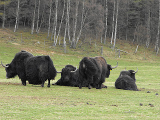 A crowd of Yaks