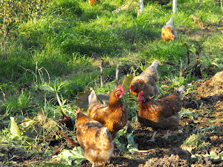 Hens foraging amongst the trees and vegetables