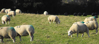 Sheep numbered in the field