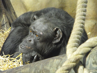 Restful but Watchful Chimpanzee