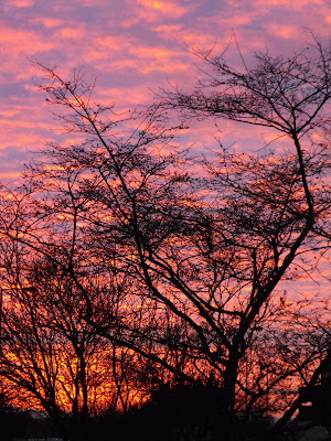 Sunset through neighbouring trees