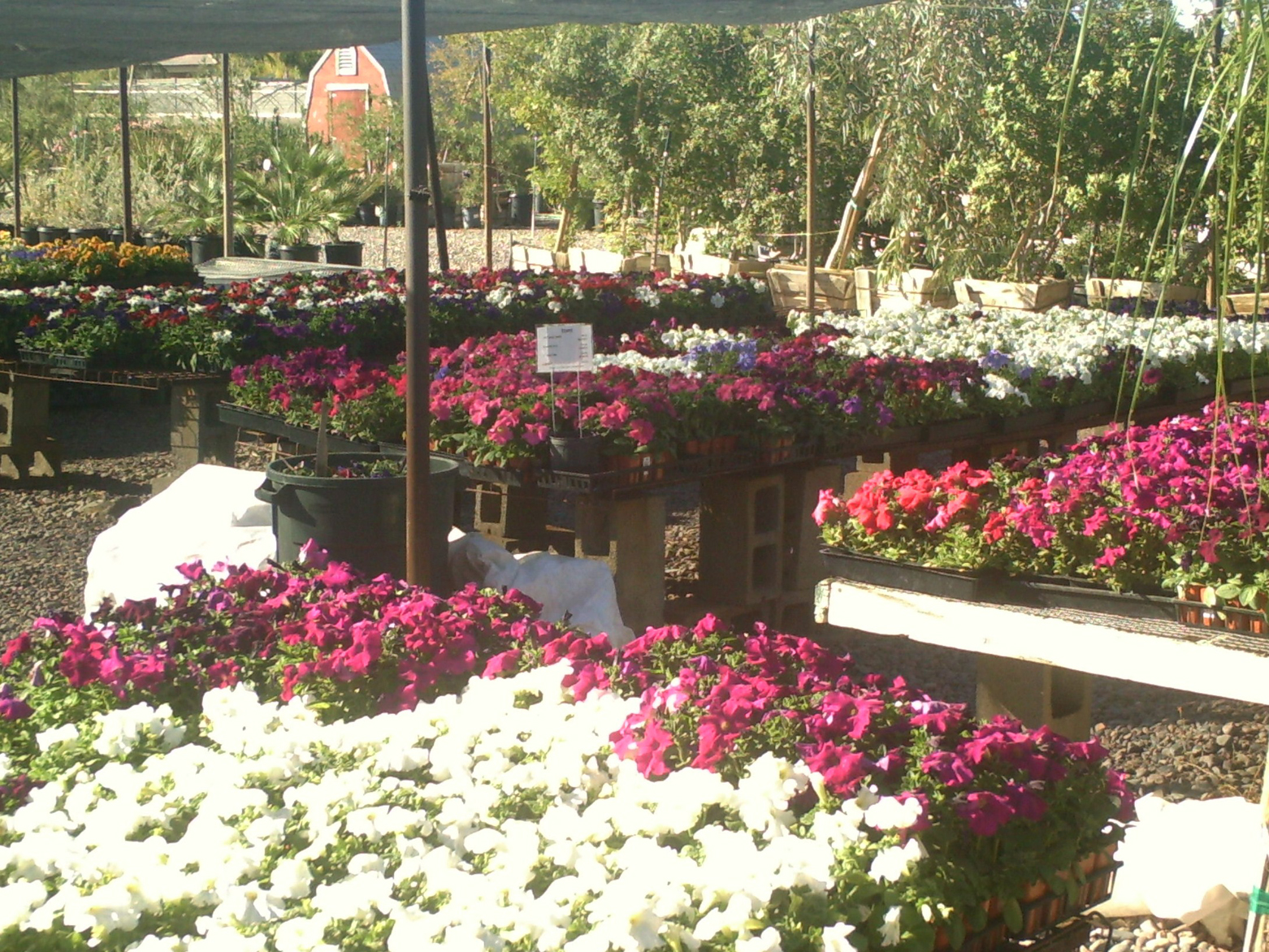 A People's Guide to Maricopa County South Mountain Flower Growers