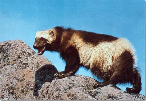 [wolverine_thumb.jpg]