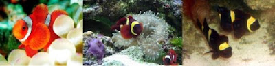 The maroon clownfish