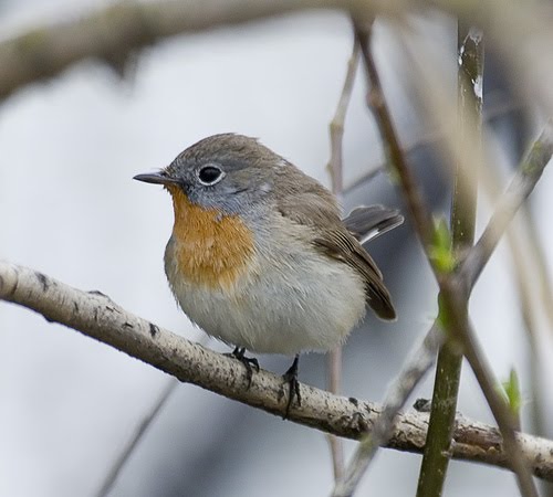 bluetail hours