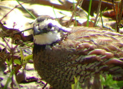 Bobwhite Quail in a Favorite Birding Place