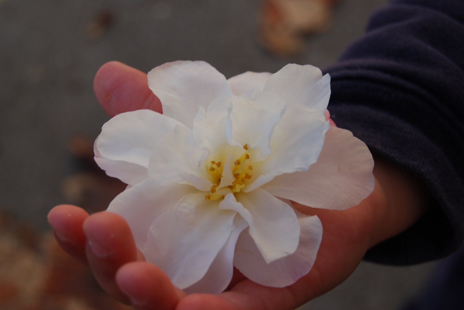 [DSC_0166.JPG]