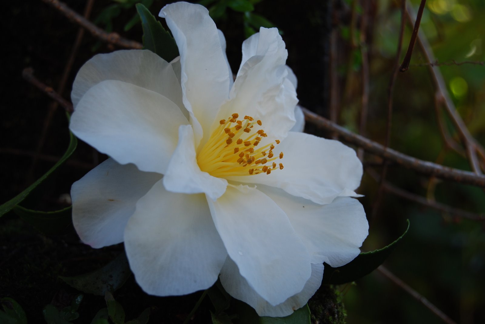 [DSC_0477.JPG]