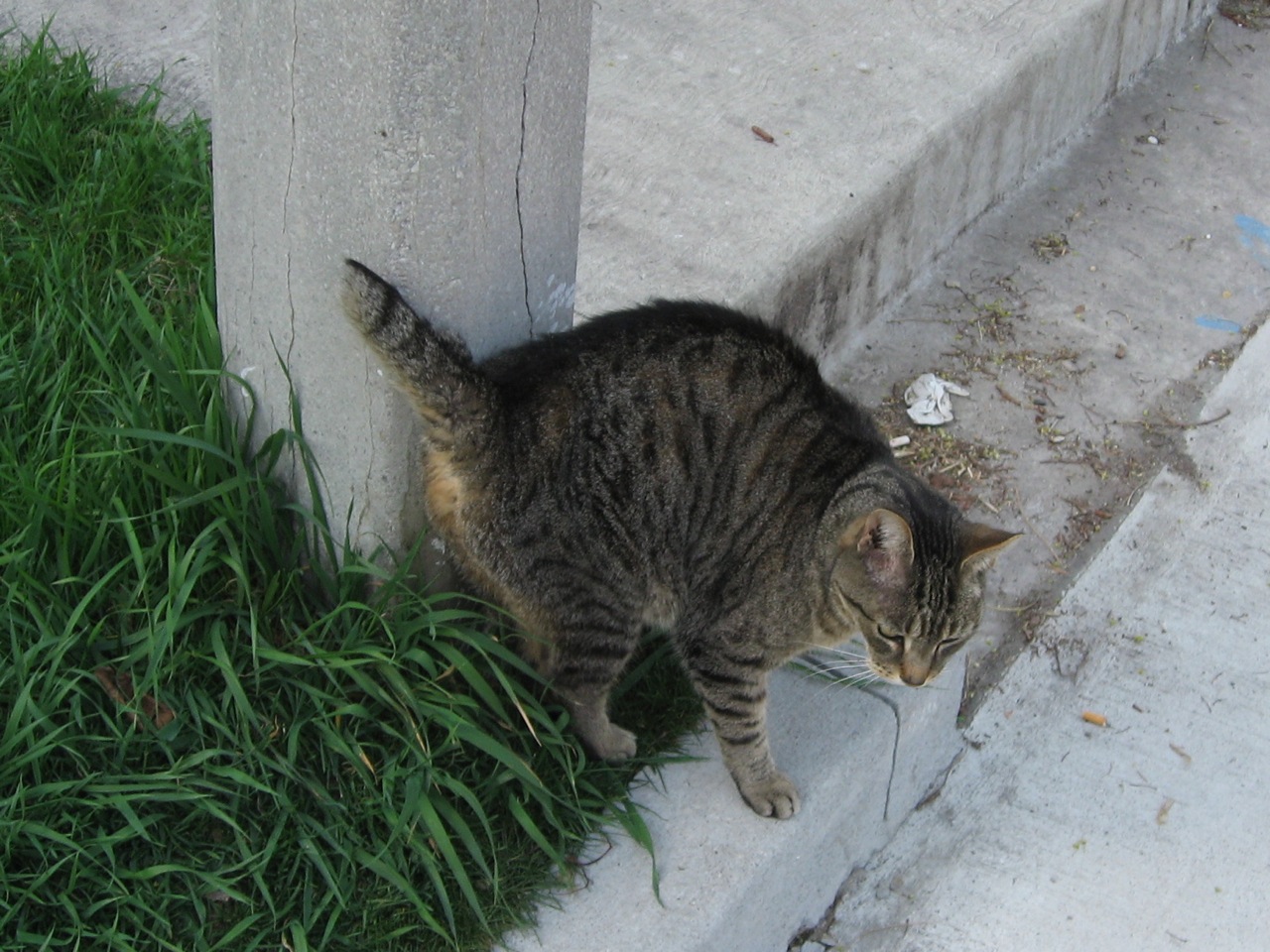 CAT ABOUT TOWN Stubtail cat