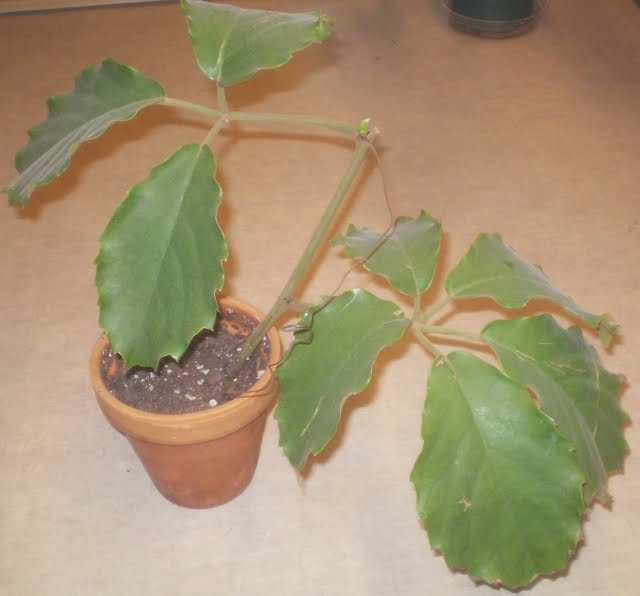 [tetrastigma+voinierianum+plant+w+sprout+(own).jpg]