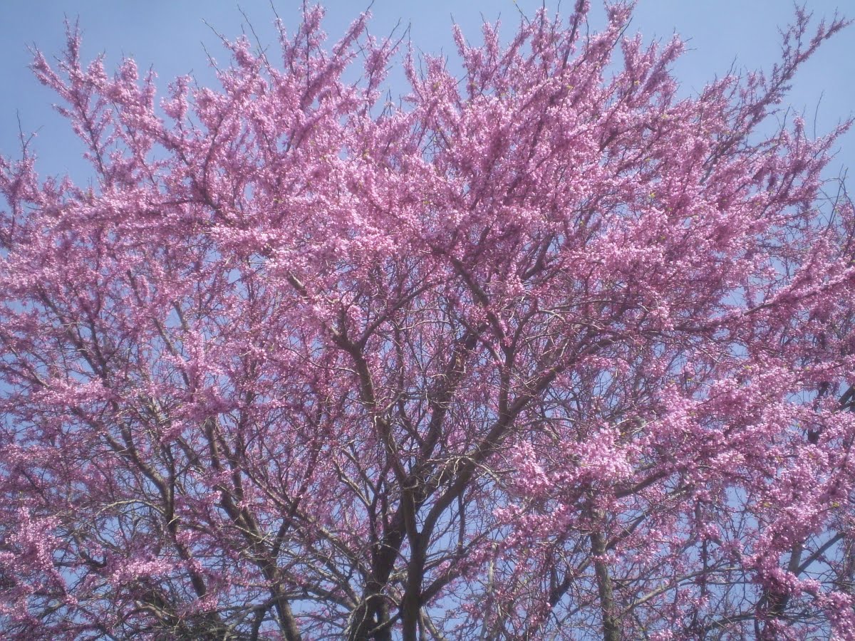 plants are the strangest people pretty pictures flowering trees plants are the strangest people pretty pictures flowering trees