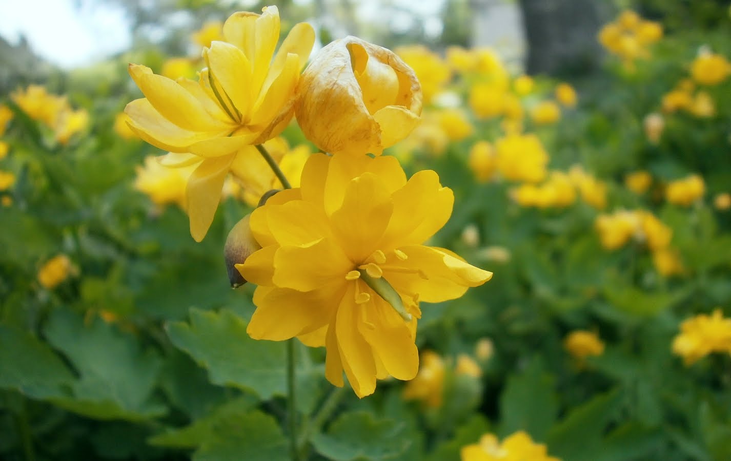 Plants Are The Strangest People Question For Hive Mind Question For The Hive Mind Pretty Yellow Flowers