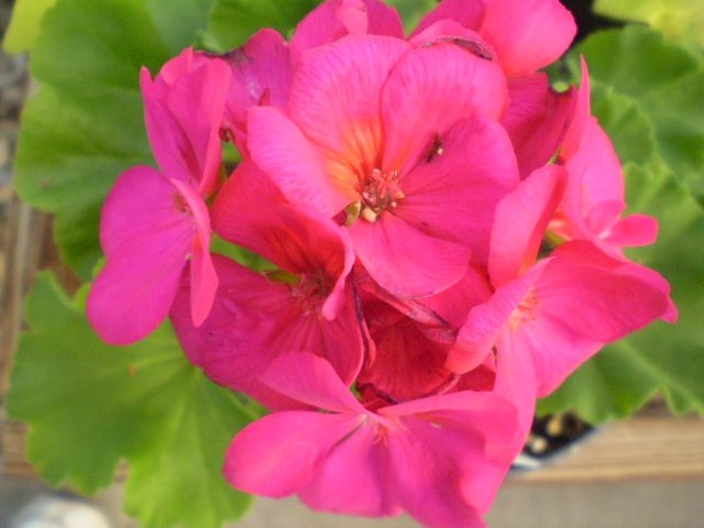 [                  pelargonium+americana+violet+(own).jpg]