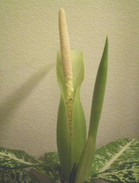 Plants are the Strangest People: Random plant event: special