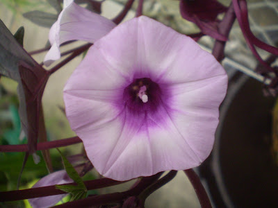 Blackie Potato Vine