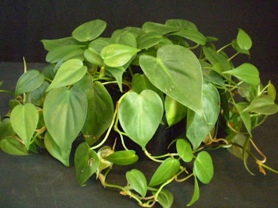 Heartleaf Philodendron Plant