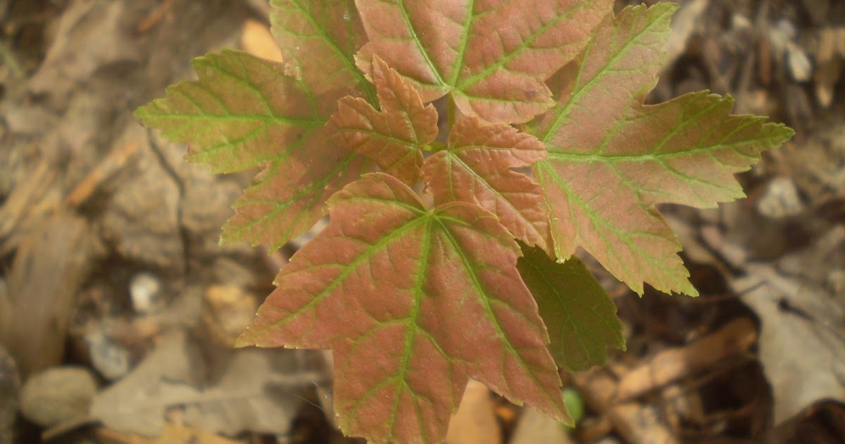 Plants are the Strangest People: Picture: Acer sp. seedling
