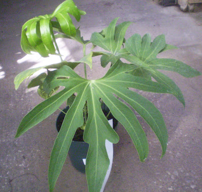 Broadleaf Houseplants