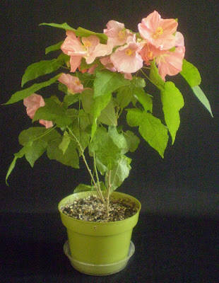 Abutilon Spp
