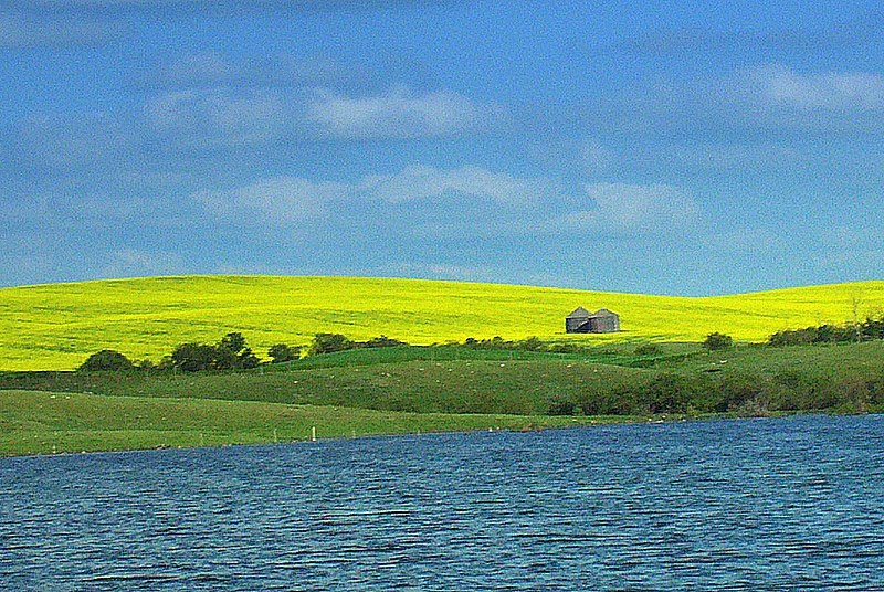 Photo by Wendy via Wikipedia As with a lot of crops much canola currently