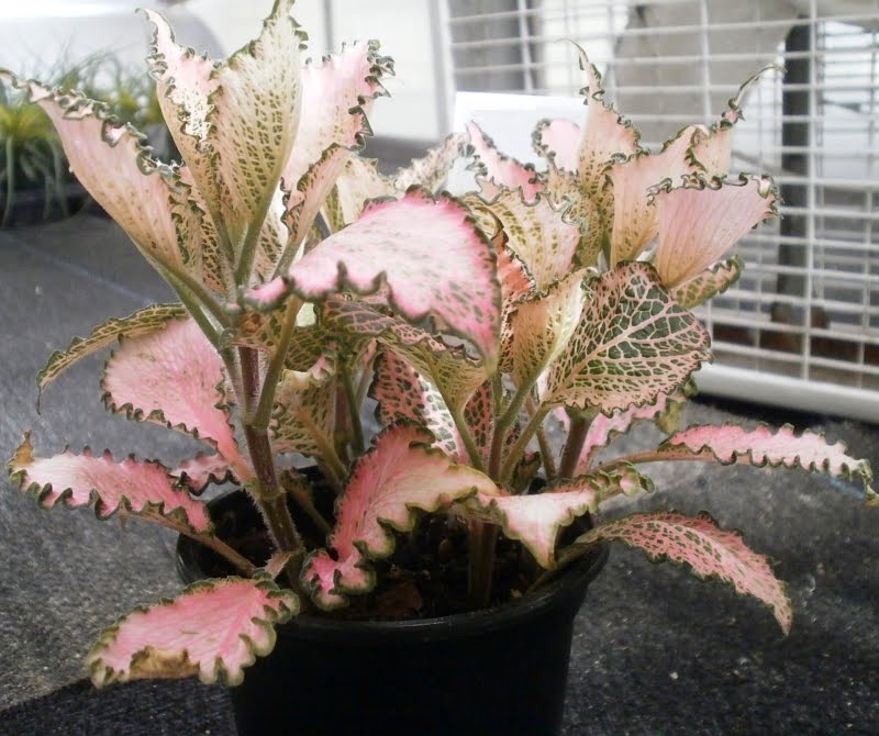 Plants are the Strangest People: Manic Pixie Dream Girl ... Plants are the Strangest People: Manic Pixie Dream Girl ...