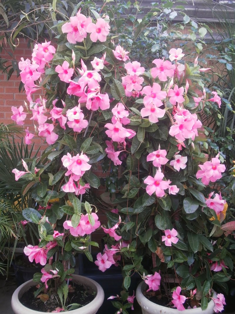 Mandevilla Pink