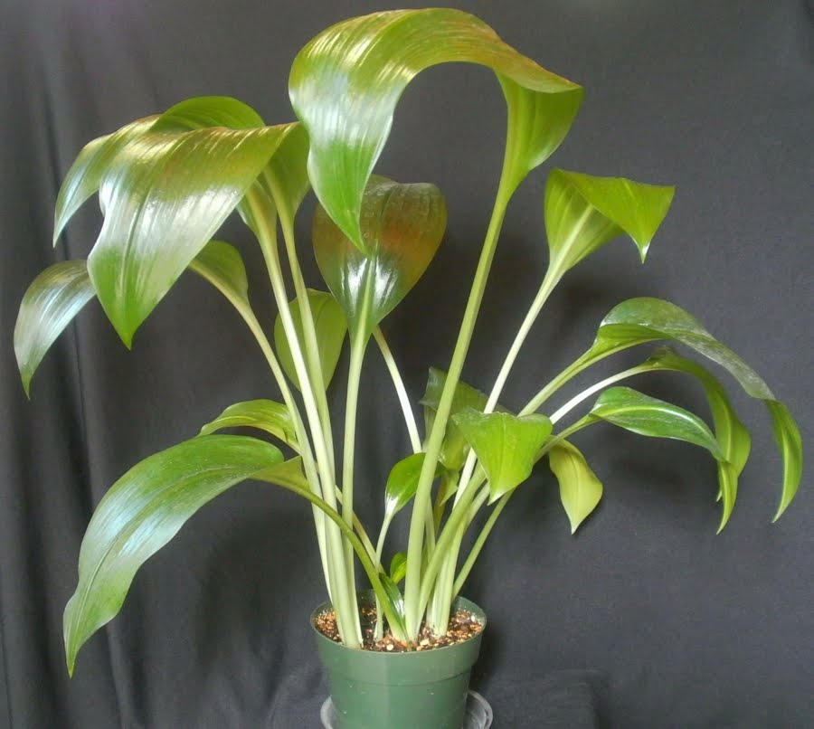 Plants are the Strangest People List The Best
