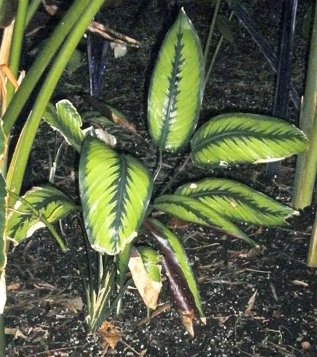 calathea princess