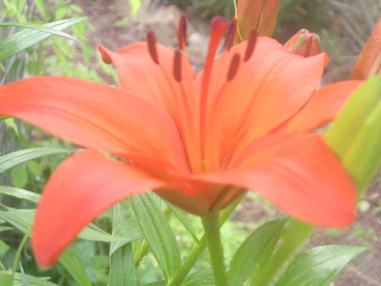 Summer Lily