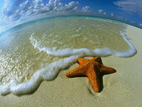 Estrelas do Mar