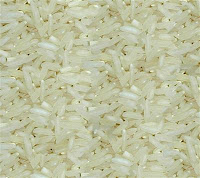 arroz transgenico ogm