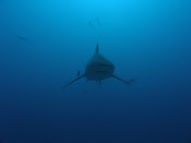 Tiburón México