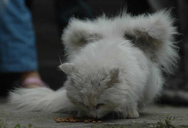 Fenomena Ganjil - Kucing Yang Memiliki Sayap [ www.BlogApaAja.com ]